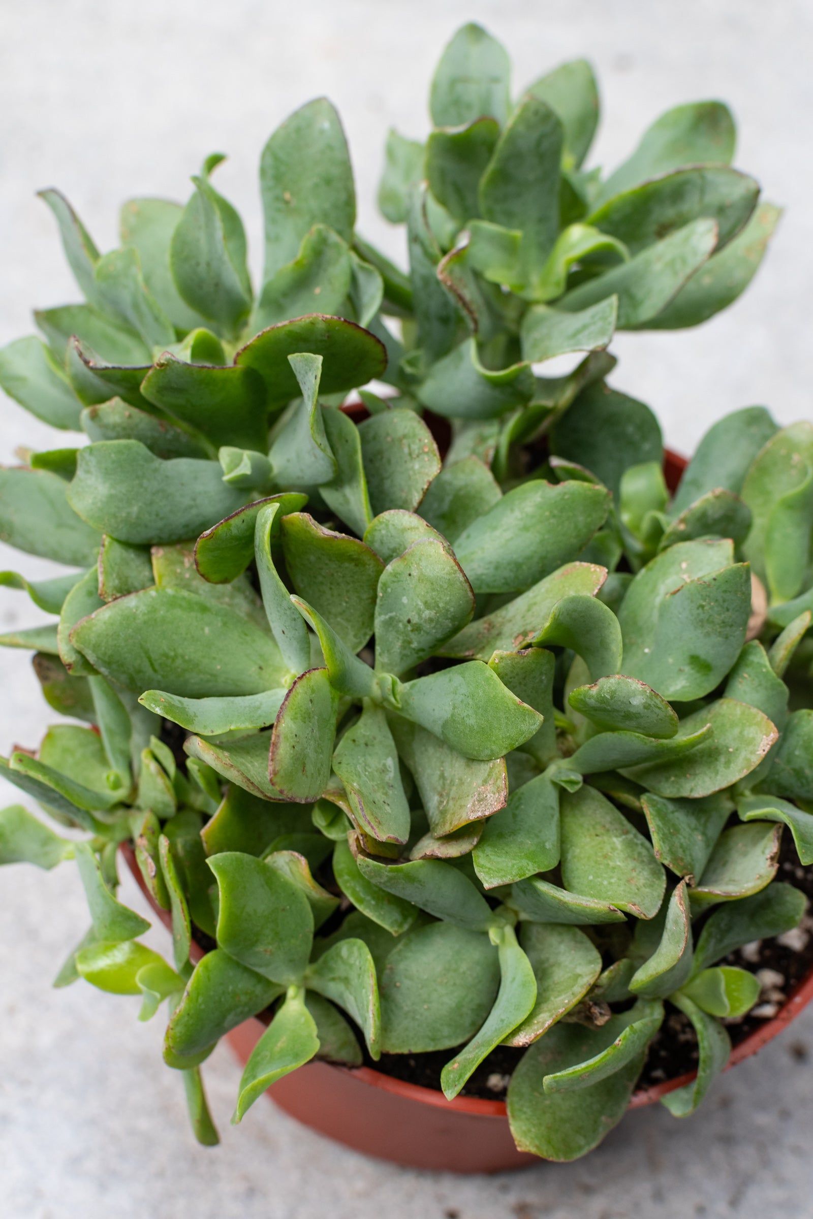 Crassula Arborescens Undulatifolia - 6 Inch Succulent Plant for Home Decor, Office Desk, and Garden Landscaping | Easy Care Indoor Houseplant