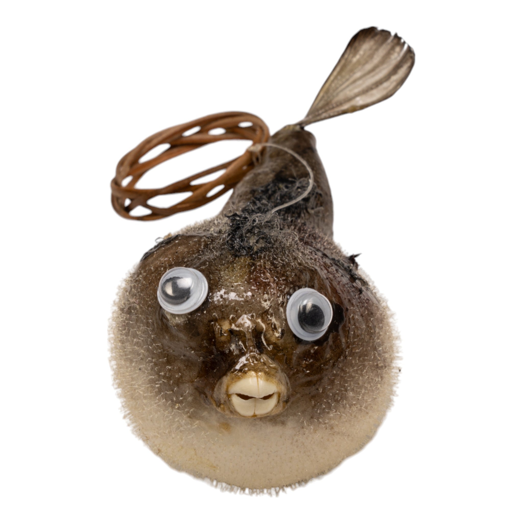 2-3 Inch Real Pufferfish on String - Unique Home Decor & Conversation Piece for Coastal Theme, Beach House, or Aquarium Display