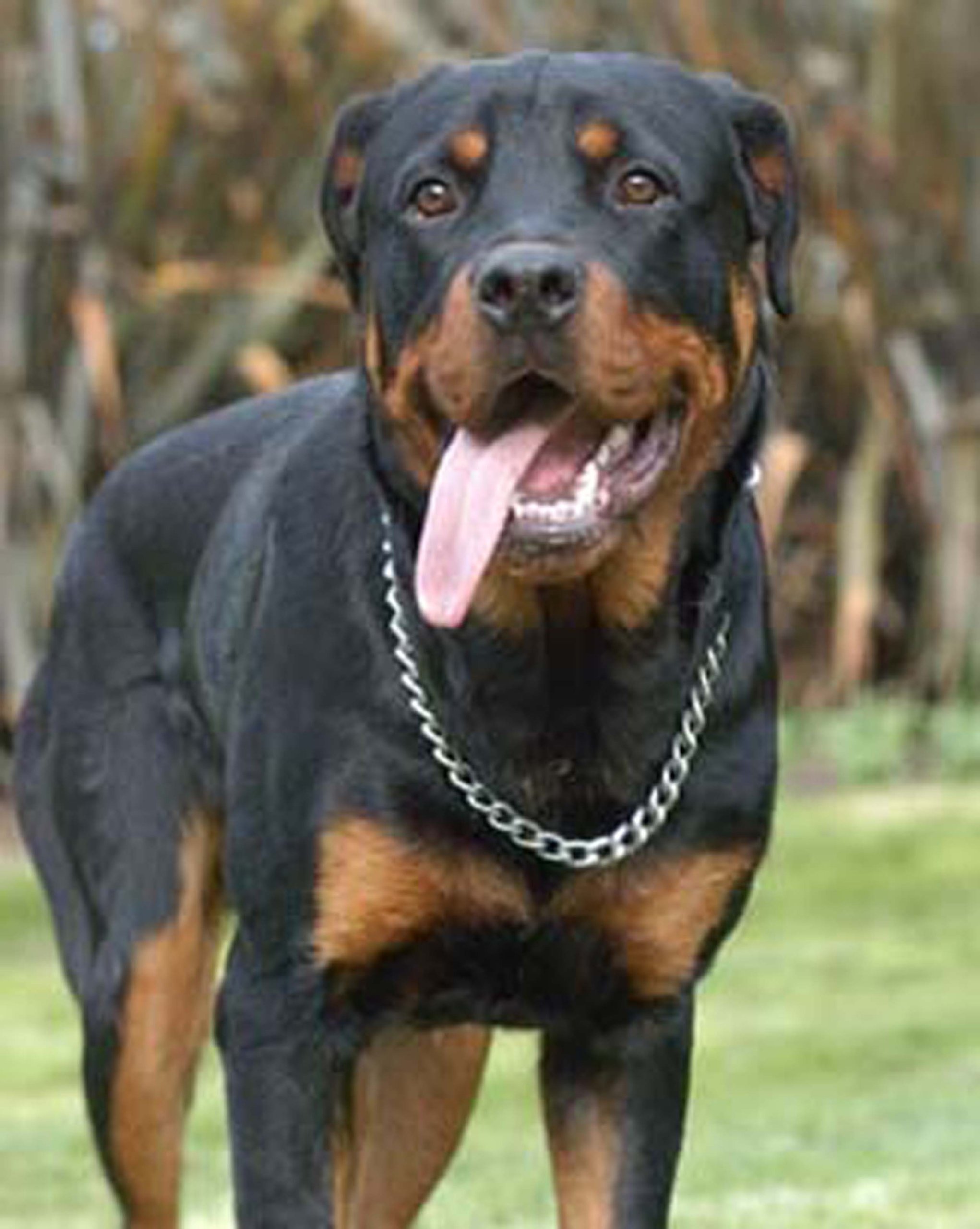 Dean and Tyler DT Freedom Winter Muzzle for Rottweilers - Size 17, Breathable Cold Weather Dog Muzzle for Outdoor Walks, Training & Winter Protection