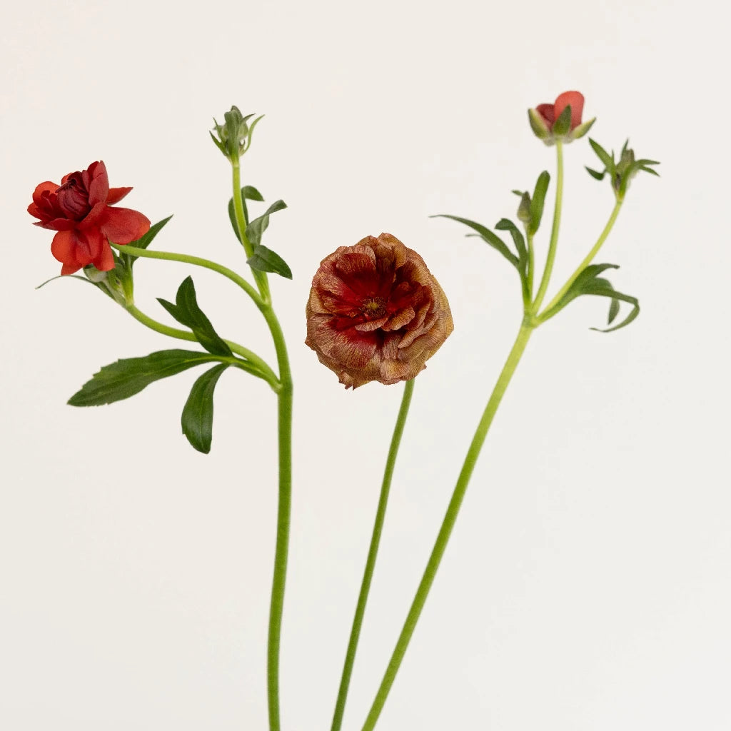 Brick Red Butterfly Ranunculus Flowers - Vibrant Artificial Floral Decor for Weddings, Home & Office Arrangements
