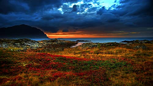 Coast Flower