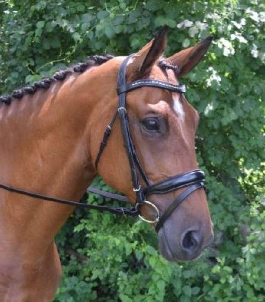 Red Barn Black Flash Bridle Full Size – Premium Horse Riding Equipment for Dressage & Show Jumping | Durable & Comfortable Equestrian Gear