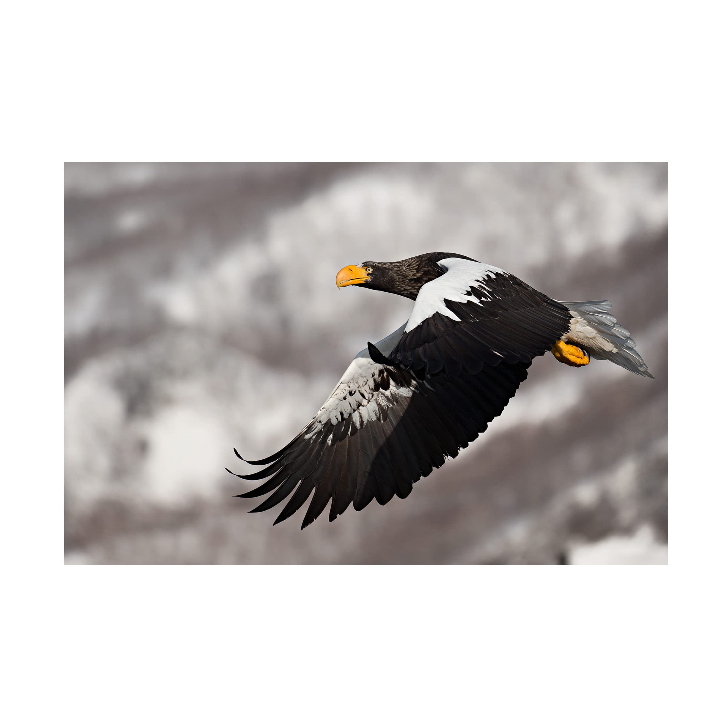 Trademark Fine Art 'Stellar's Sea Eagle' Canvas Wall Art Print by C.S. Tjandra - Majestic Wildlife Decor for Living Room, Office & Bedroom