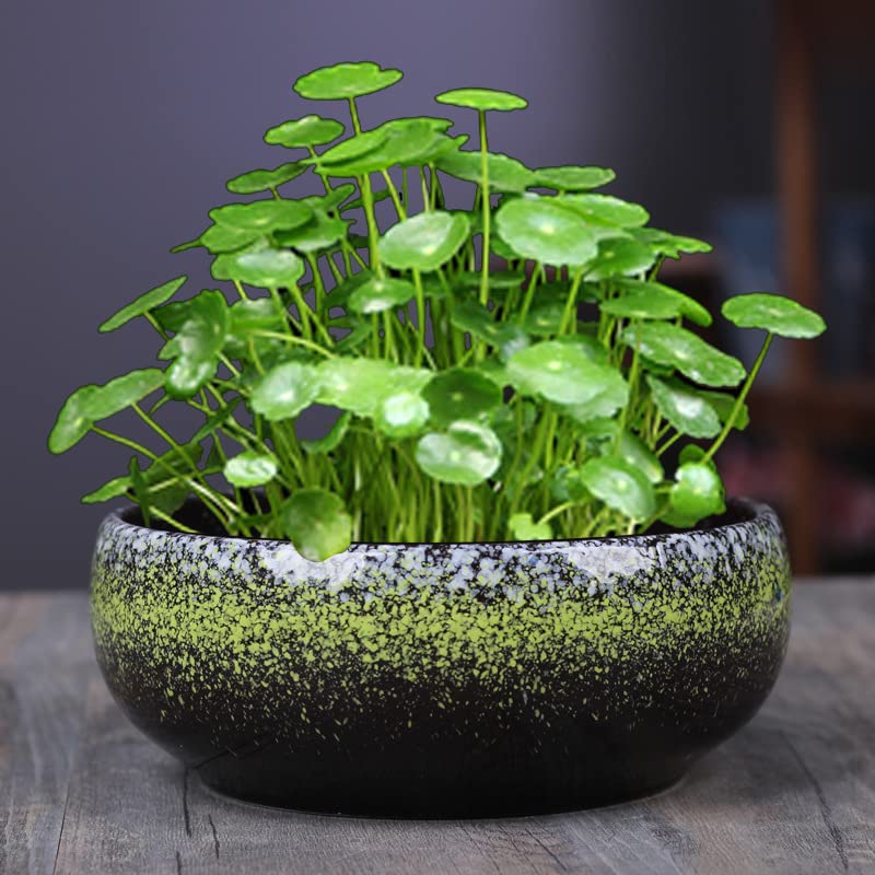 Liunce Ceramic Flower Pots for Indoor & Outdoor Plants - Large Daffodil Planter, Succulent & Hydroponic Plant Pots with Hanging Option - Perfect for Home Decor, Garden, Balcony and Office Spaces