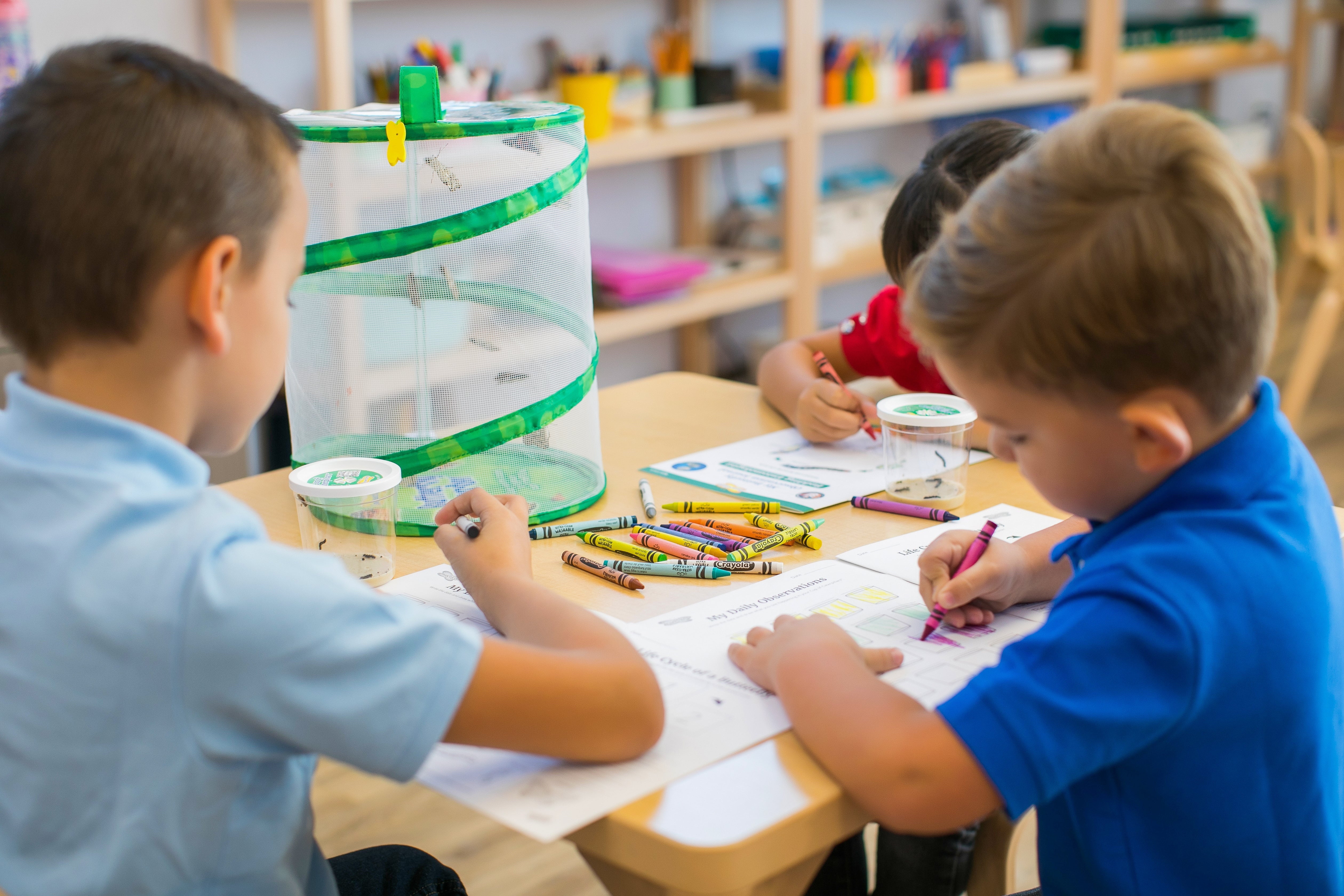 Insect Lore Butterfly Garden Kit with Live Caterpillars - Grow Your Own Butterflies at Home | STEM Educational Toy for Kids | Perfect for Classroom & Homeschool Science Projects