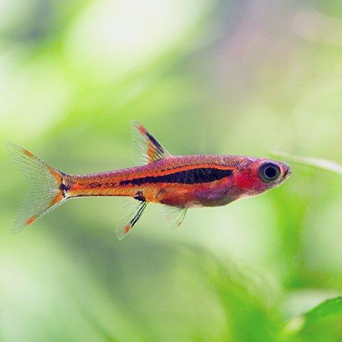 Boraras Brigittae (Mosquito Rasbora) - Live Tropical Fish for Aquarium | Perfect for Nano Tanks & Community Aquascaping