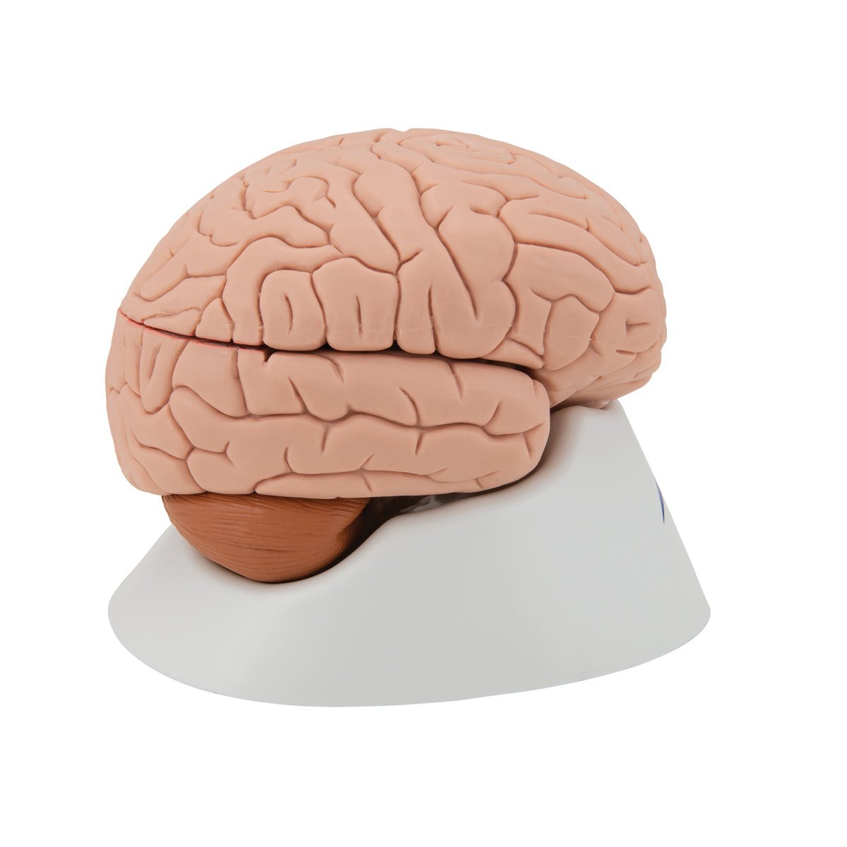4-Part Human Brain Model - Anatomical Brain Structure for Medical Study, Science Education & Classroom Demonstration