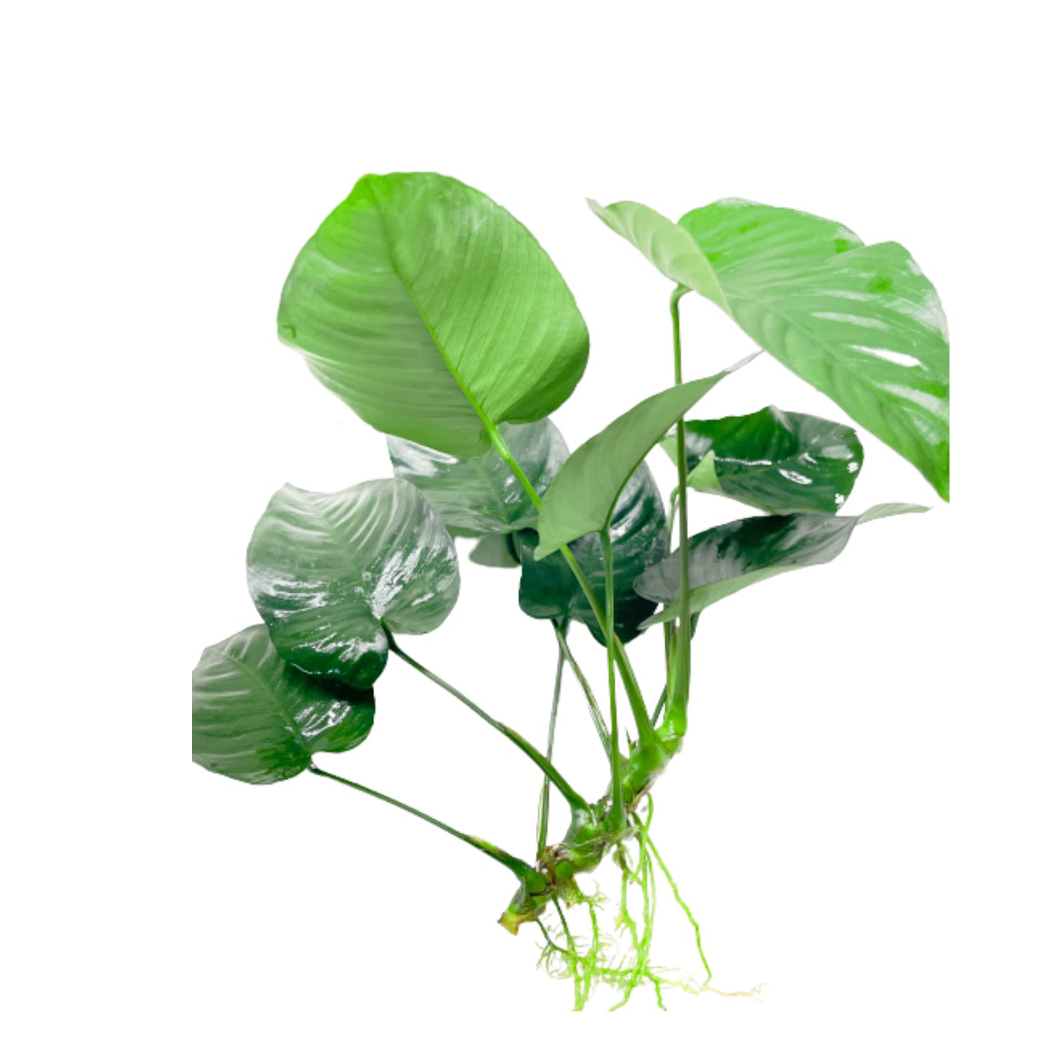 Anubias Barteri Broad Leaf Live Aquarium Plants - Freshwater Fish Tank Decorations - Aquatic Plants for Aquascaping & Shrimp Tanks - 3 Days Live Guaranteed - Perfect for Low Light Aquariums & Beginner Planted Tanks