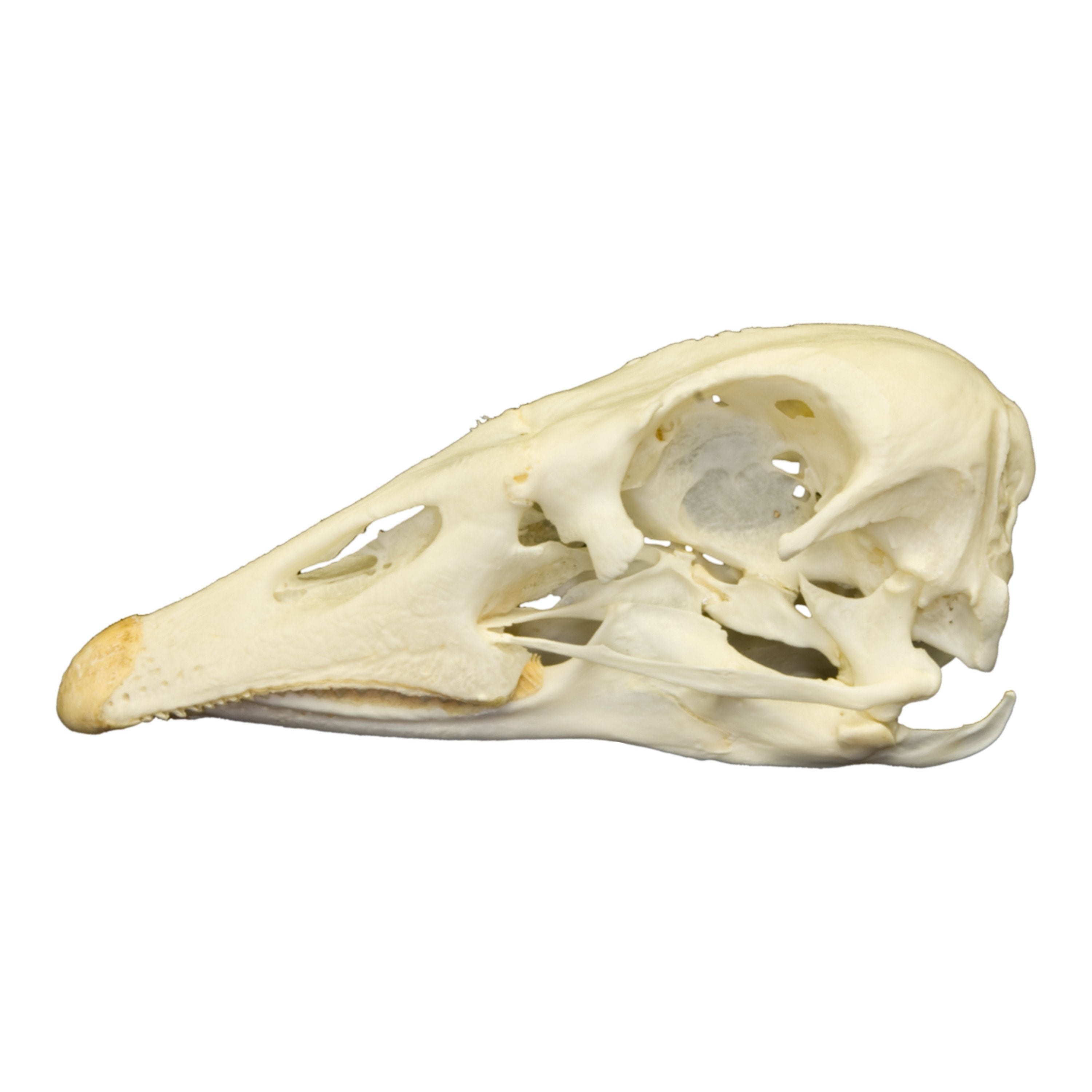 Authentic Real Domestic Goose Skull Specimen - Natural Bone Collectible for Science, Education, and Gothic Decor - Perfect for Halloween, Oddity Cabinets, and Taxidermy Displays