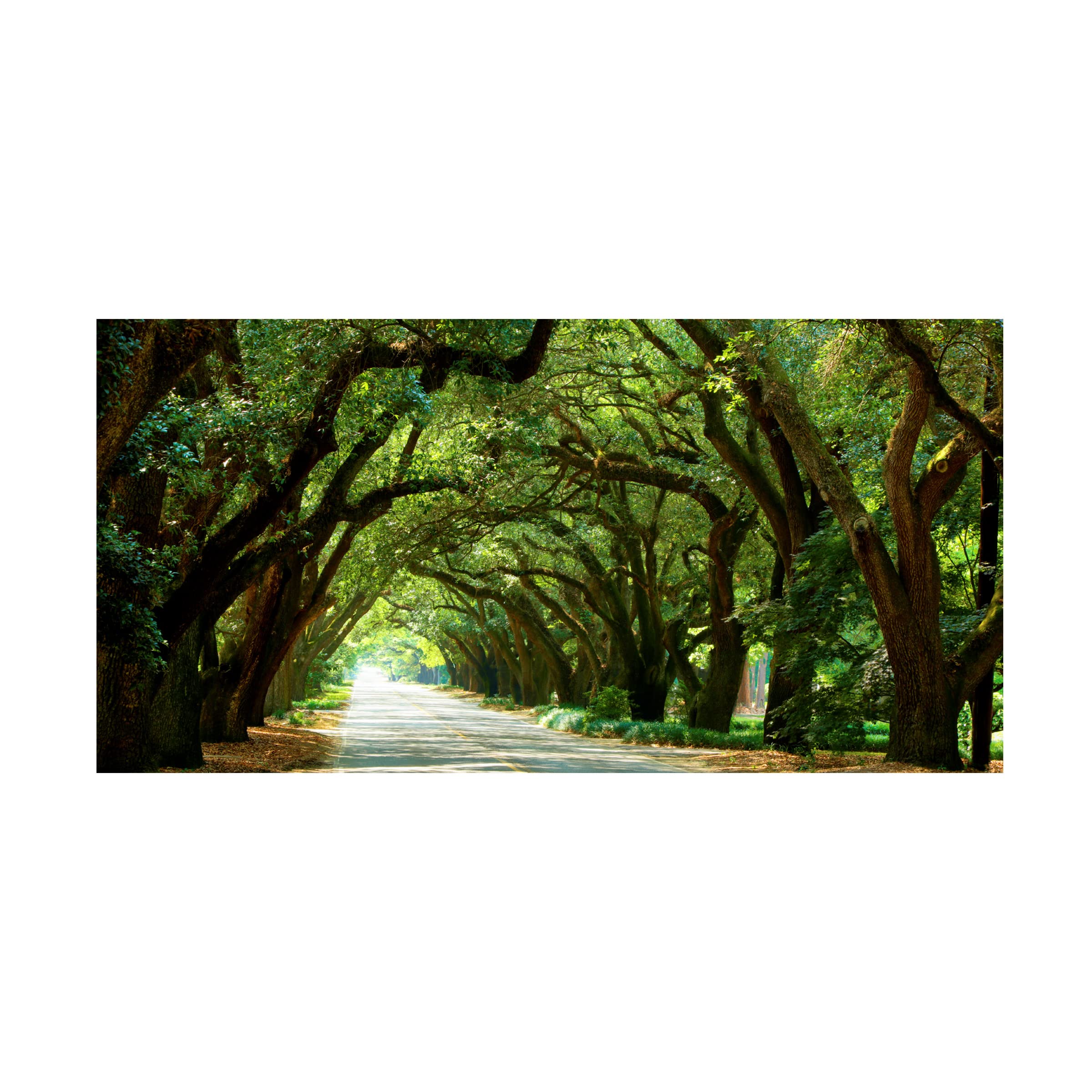 James McLoughlin 'Canopy Road Panorama I' 12x24 Canvas Wall Art Print - Landscape Nature Painting for Living Room, Bedroom & Office Decor