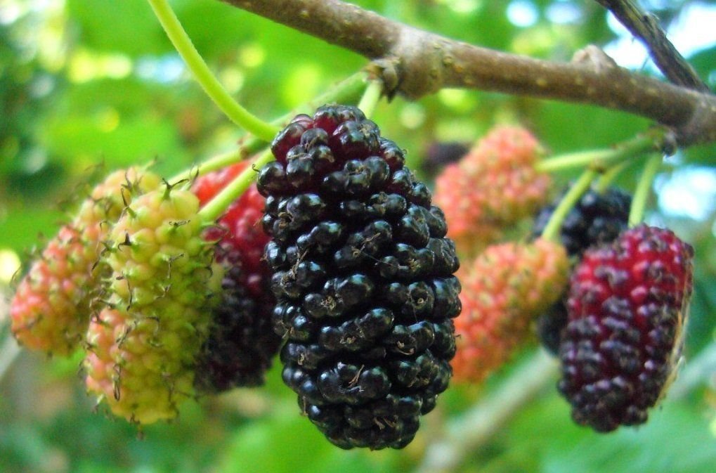 10 Organic Red & Black Mulberry Tree Cuttings - Live Plants for Indoor/Outdoor Gardening | Fresh Fruit Production | Perfect for Home Gardens, Landscaping & Urban Farming