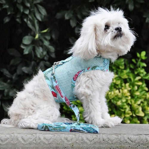 Cool Mesh Dog Harness with Leash - Breathable Adjustable Pet Vest for Small Medium Large Dogs - Perfect for Walking, Running, Beach Outings & Surfing with Your Dog