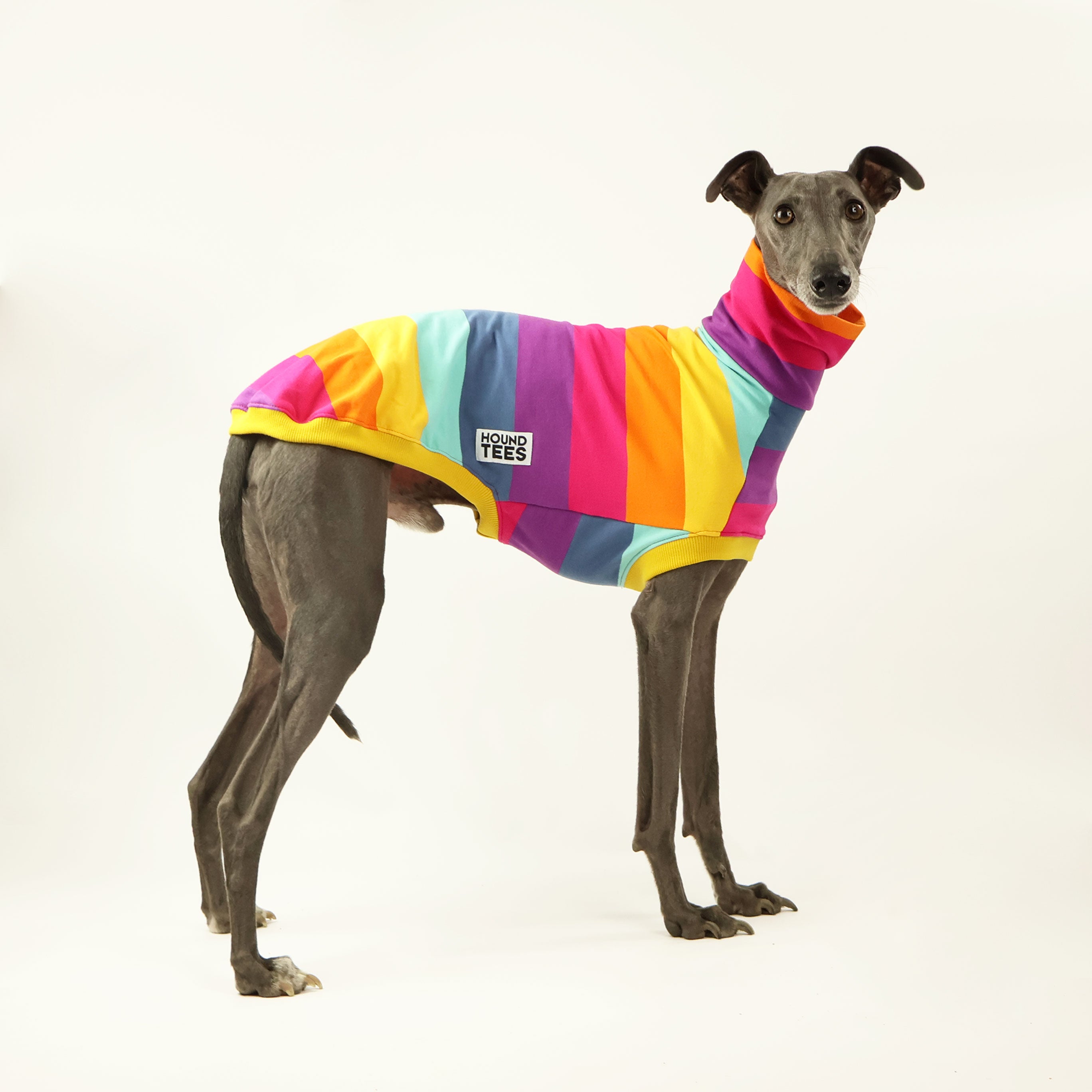 Lemon Meringue Whippet Dog Sweater - Sleeveless Knit Pullover for Small Dogs - Cozy Winter Outfit for Indoor & Outdoor Activities