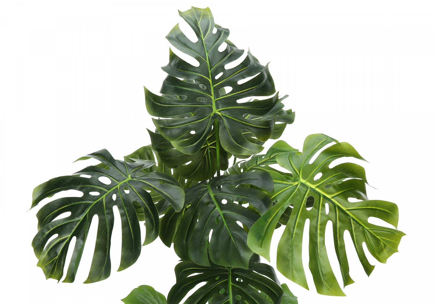 55 Inch Monstera Deliciosa Swiss Cheese Plant with 6 Black Nursery Pots - Large Indoor Tropical Houseplant for Home Decor, Office, Living Room & Bedroom