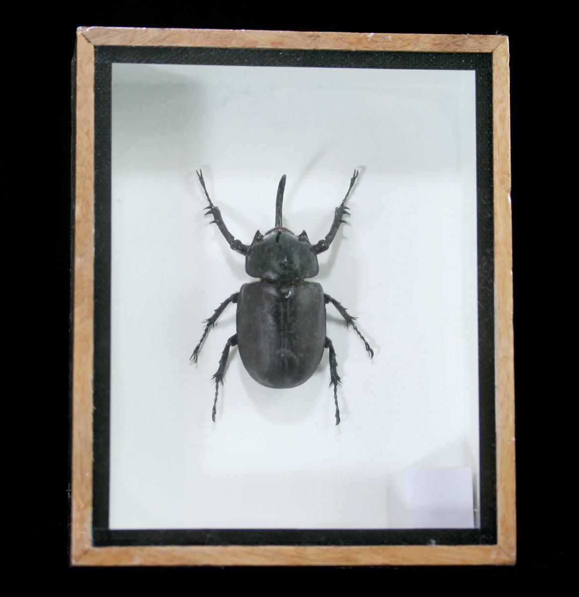 Stylish Framed Rabbit Head Beetle Wall Art - Unique Home Decor for Living Room, Bedroom, or Office
