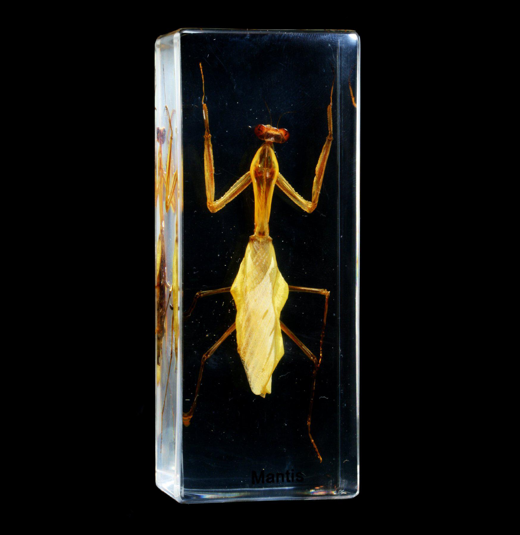 Praying Mantis Encased in Clear Acrylic Block - Real Insect Specimen for Science Education, Home Decor & Unique Gift Idea - Perfect for Biology Classrooms, Nature Lovers & Curio Collectors