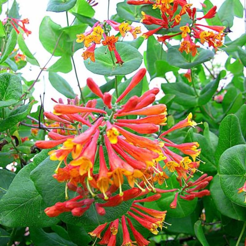Dropmore Scarlet Honeysuckle Plant Live - Fragrant Climbing Vine with 2.5 Inch Pot | Perfect for Garden Trellis, Fence Covering & Attracting Hummingbirds