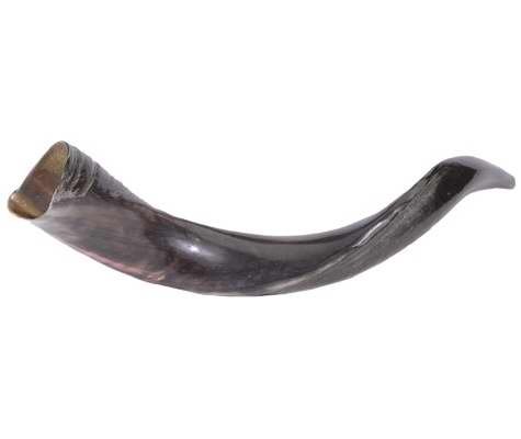 Authentic Yemenite Mini Shofar Horn - 20 Inch & 22 Inch Holy Land Musical Instrument for Jewish Holidays, Worship & Ceremonies | Perfect for Rosh Hashanah, Yom Kippur & Religious Celebrations