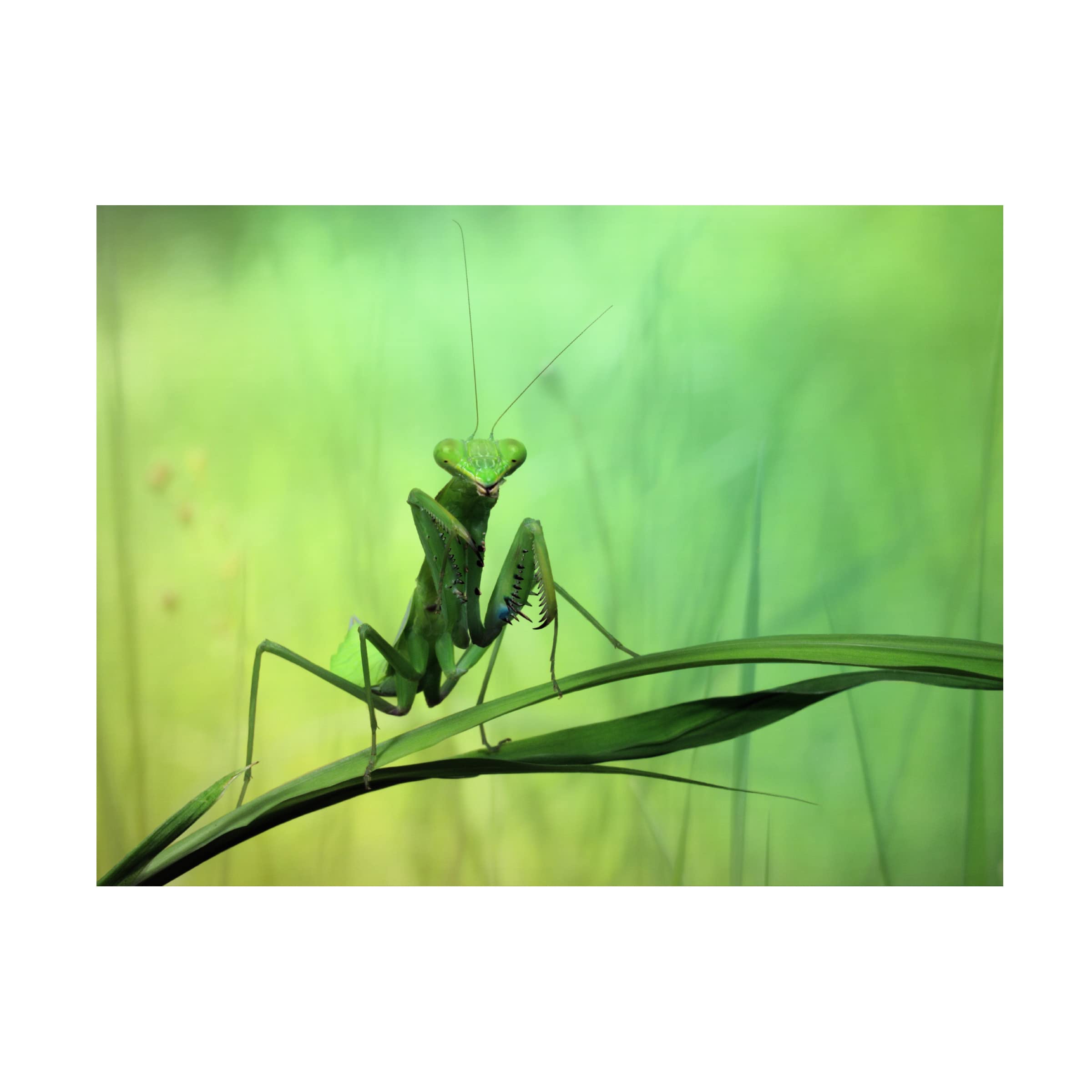 Jimmy Hoffman 'Hi There' Canvas Art Print - Modern Wall Decor for Living Room, Bedroom & Office - Trademark Fine Art Collection