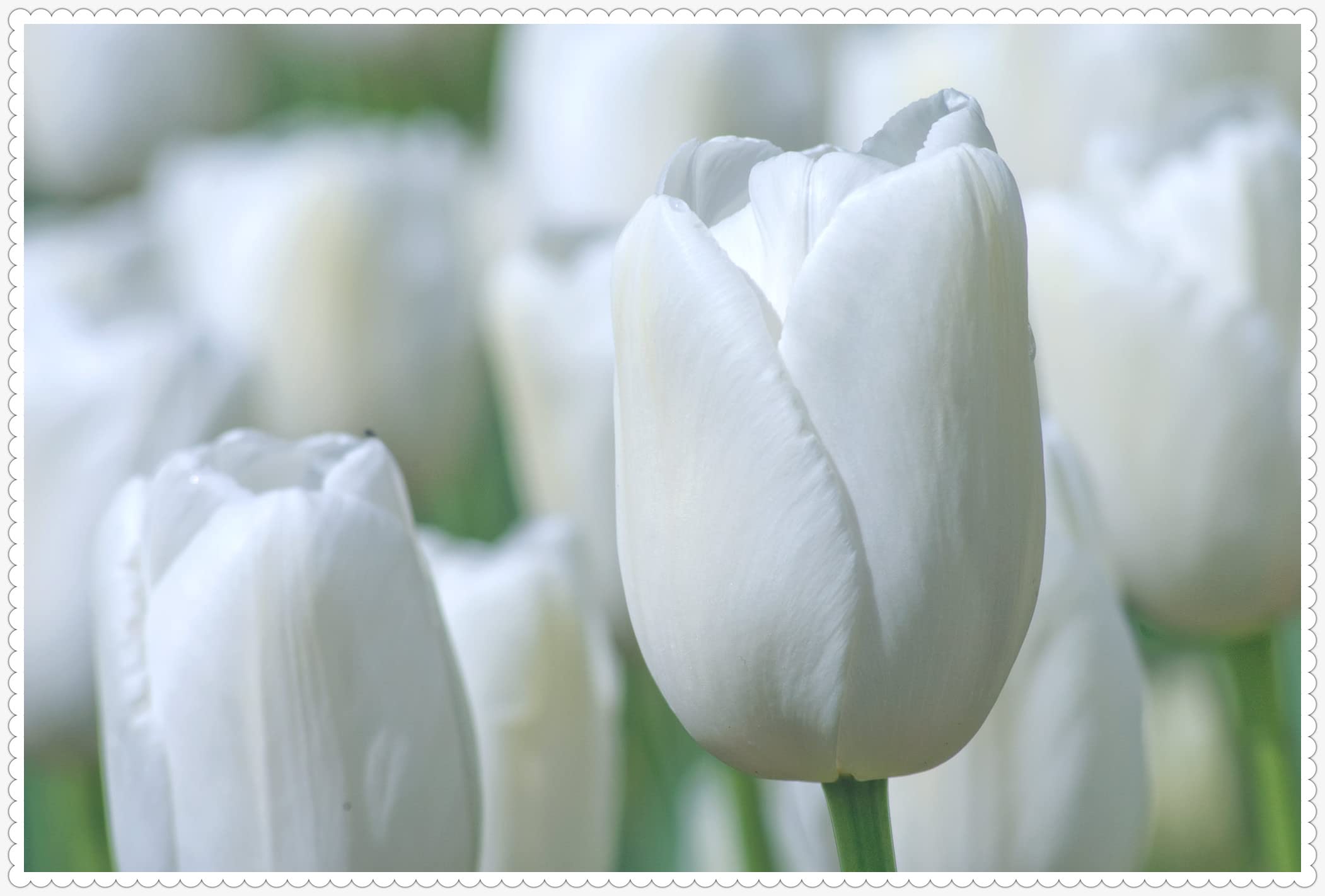 10 Delightful Double Tulip Bulbs - Perennial Flowering Plants for Indoor & Outdoor Decor, Birthday Gifts, Home Garden Planting (2 Colors) | Perfect for Spring Gardens, Wedding Centerpieces & Room Decoration