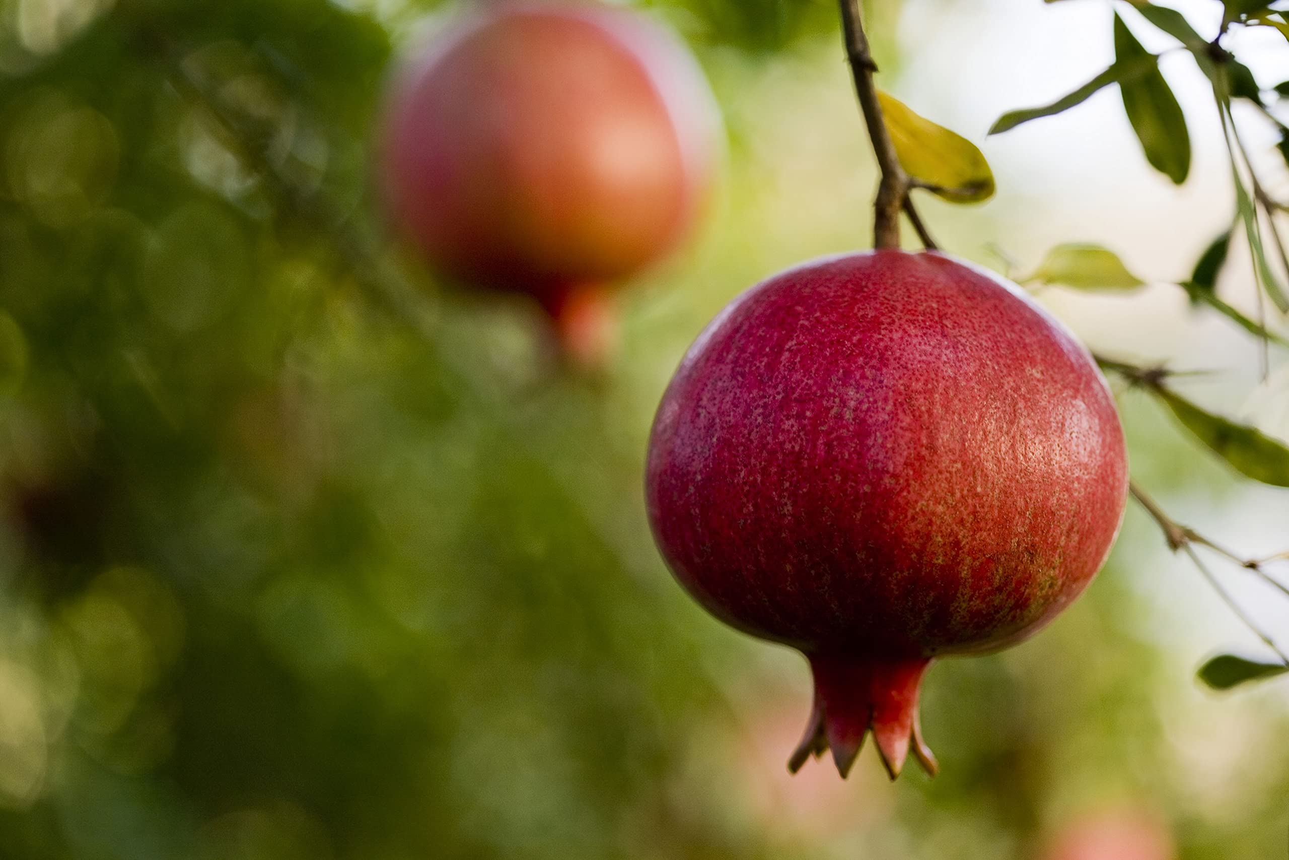 5 Live Pomegranate Trees in 6 Inch Growers Pots - Fruit Bearing Plants for Patio, Garden & Outdoor Landscaping - Perfect for Home Gardening, Fresh Fruit Harvest & Mediterranean Style Decor