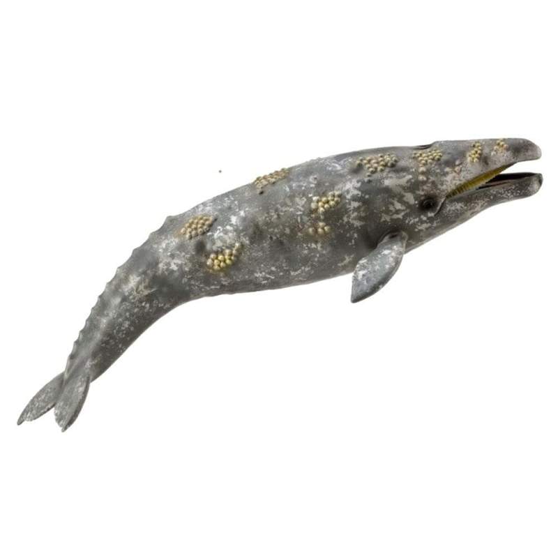 CollectA Gray Whale Figurine - Realistic Ocean Animal Toy for Kids & Collectors | Perfect for Educational Play, Marine Life Display & Gift Giving