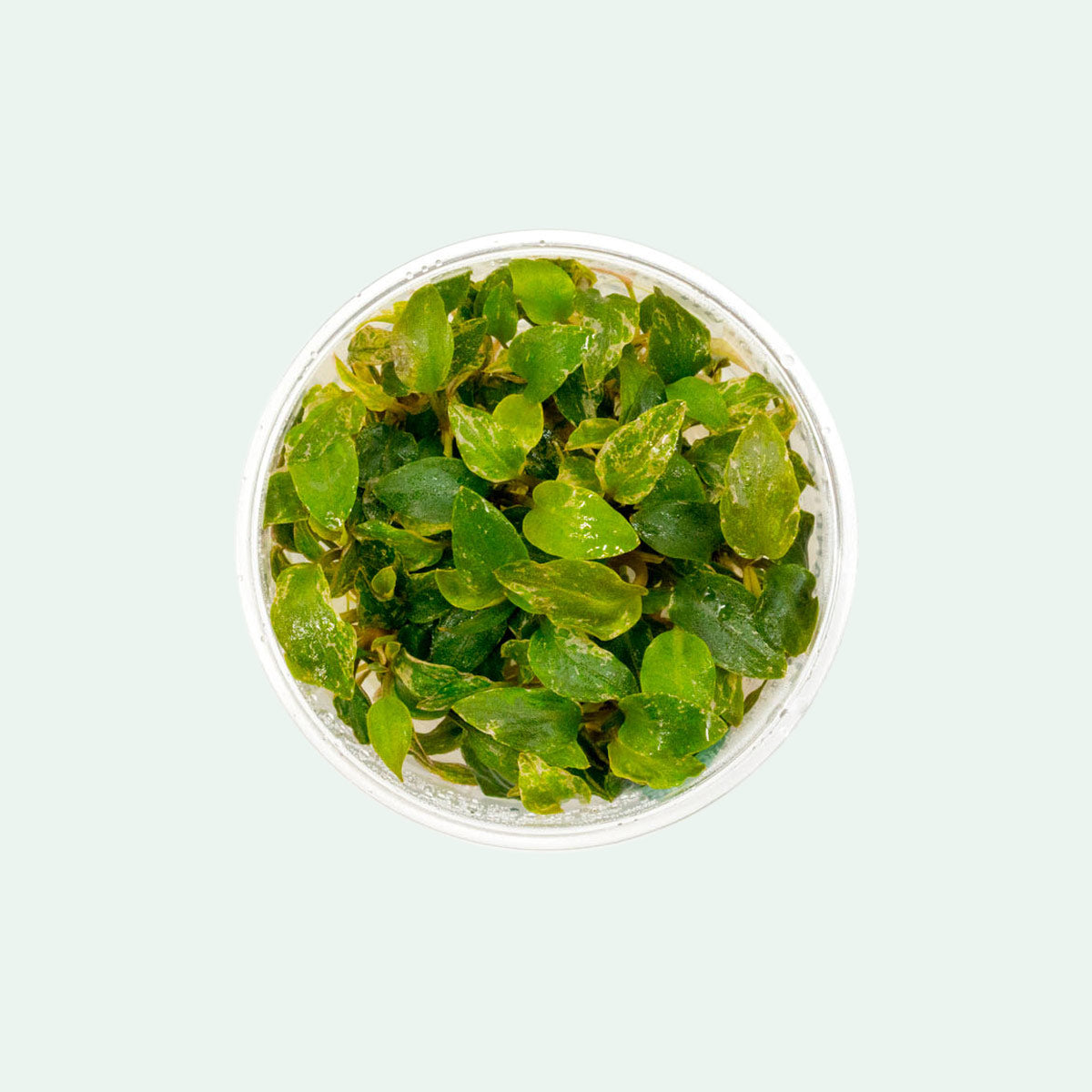 Lagenandra Meeboldii Red - Rare Aquatic Plant for Aquariums & Fish Tanks | Perfect for Aquascaping, Water Gardens & Home Decor