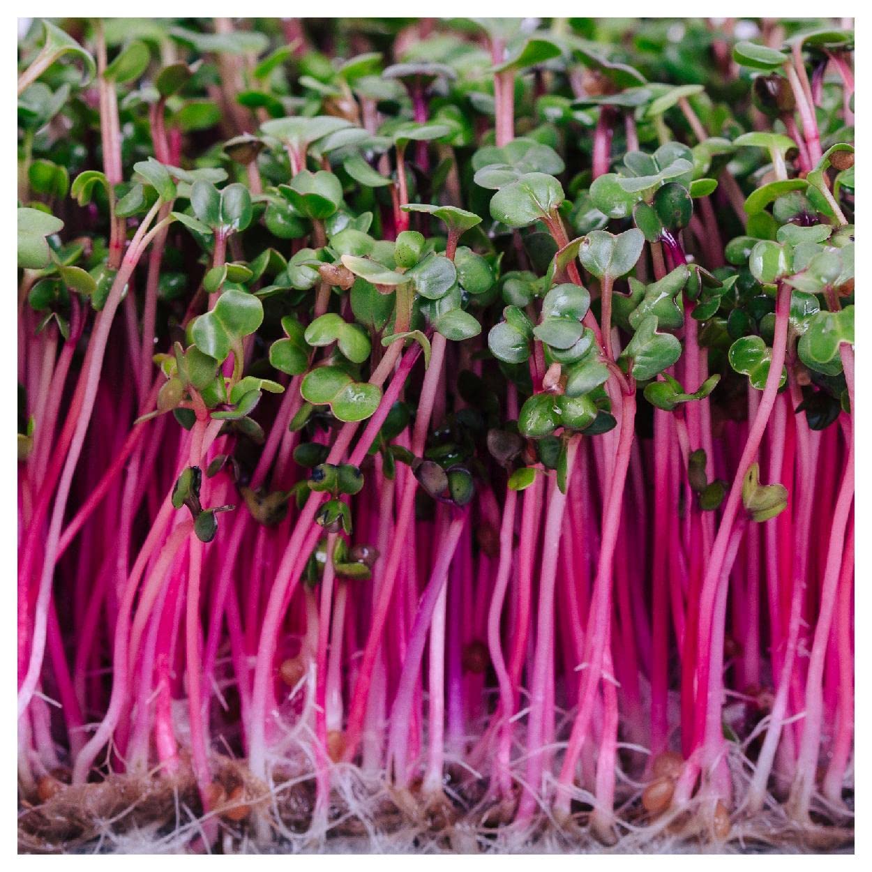 500 Triton Purple Sprouting Radish Seeds - Non-GMO Heirloom Vegetable Seeds for Home Gardening - Perfect for Salads, Stir-fries and Organic Farming | Everwilde Farms Gold Vault Jumbo Seed Packet