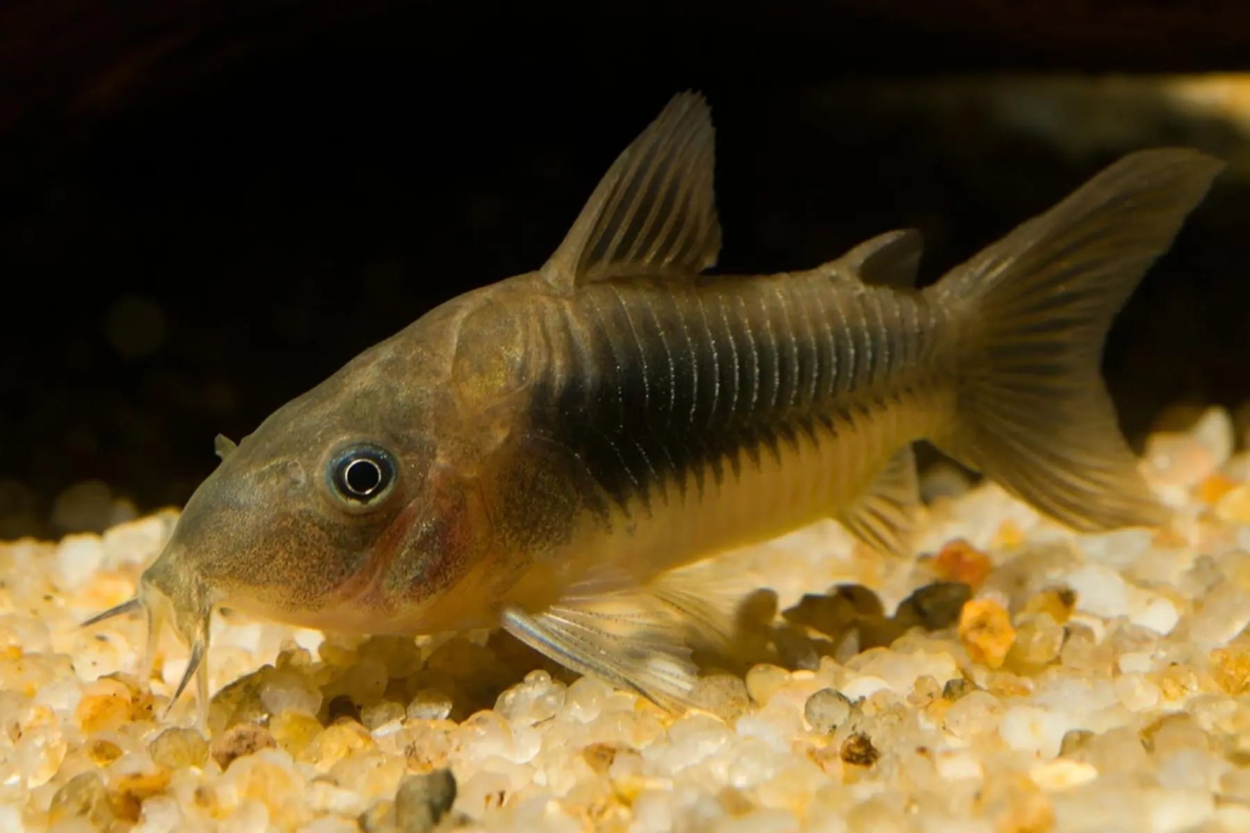 Bronze Corydoras - Live Freshwater Aquarium Fish for Tropical Tanks | Perfect for Community Aquariums & Planted Tanks