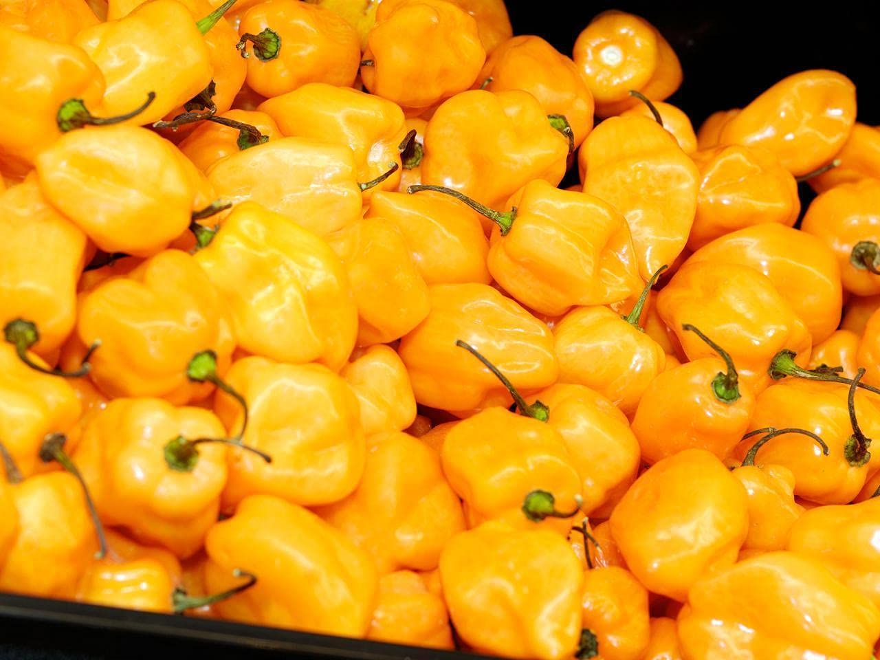 Yellow Jamaica Scotch Bonnet Live Plants (3-Pack) - Hot Pepper Plants for Home Gardening, Cooking & Spicy Recipes