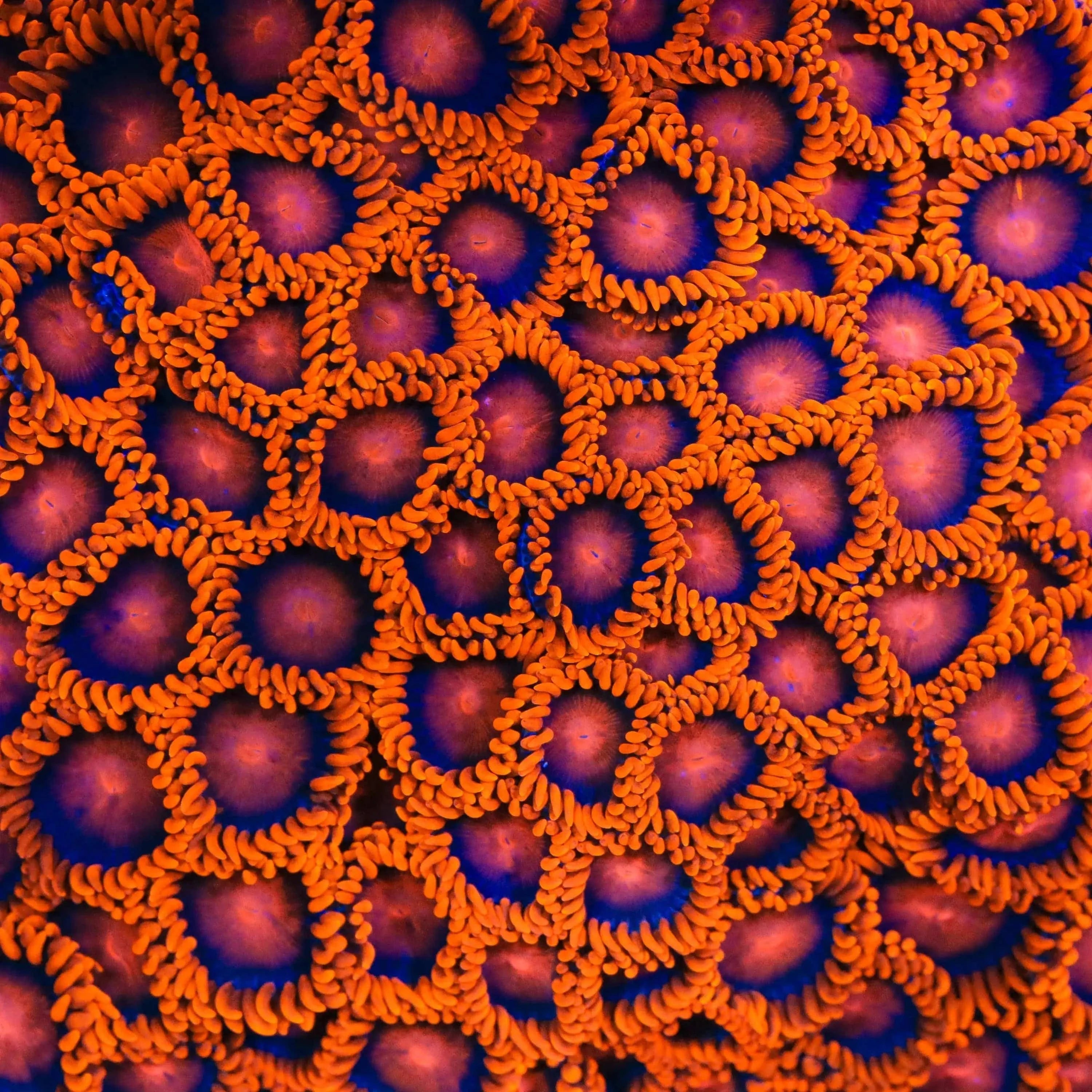 Bam Bam Zoanthids Coral - Vibrant Saltwater Coral for Reef Aquariums | Perfect for Marine Tanks, Nano Reefs & Coral Frag Racks