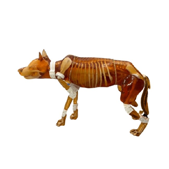 Female Dog Phantom for X-Ray, CT & MRI Imaging - High-Quality Veterinary Training & Diagnostic Tool for Accurate Scans