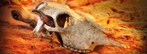 Exo Terra Buffalo Skull Terrarium Decor - Realistic Reptile Habitat Accessory for Bearded Dragons, Snakes & Lizards | Perfect for Desert-Themed Vivarium & Naturalistic Terrarium Setups