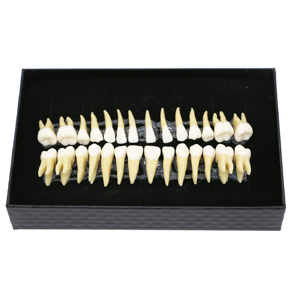 BOMAOER® 28-Piece 1:1 Dental Demonstration Model - Permanent Teeth Teaching Study Kit for Dentists & Students - Perfect for Dental Education, Training & Practice