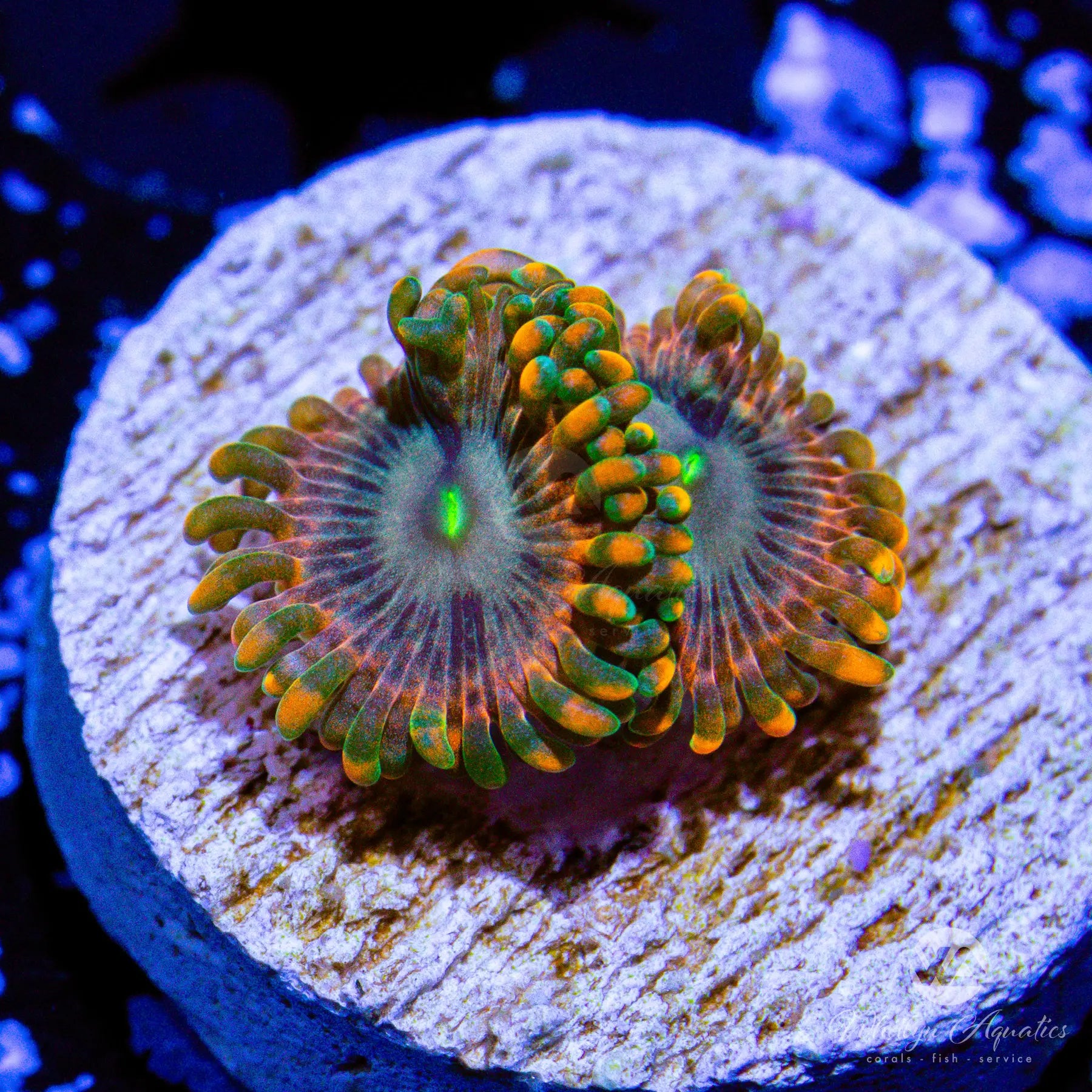Fairy Fart Zoanthid Coral (Aquacultured) - Vibrant Saltwater Reef Aquarium Coral for Marine Tank Decoration