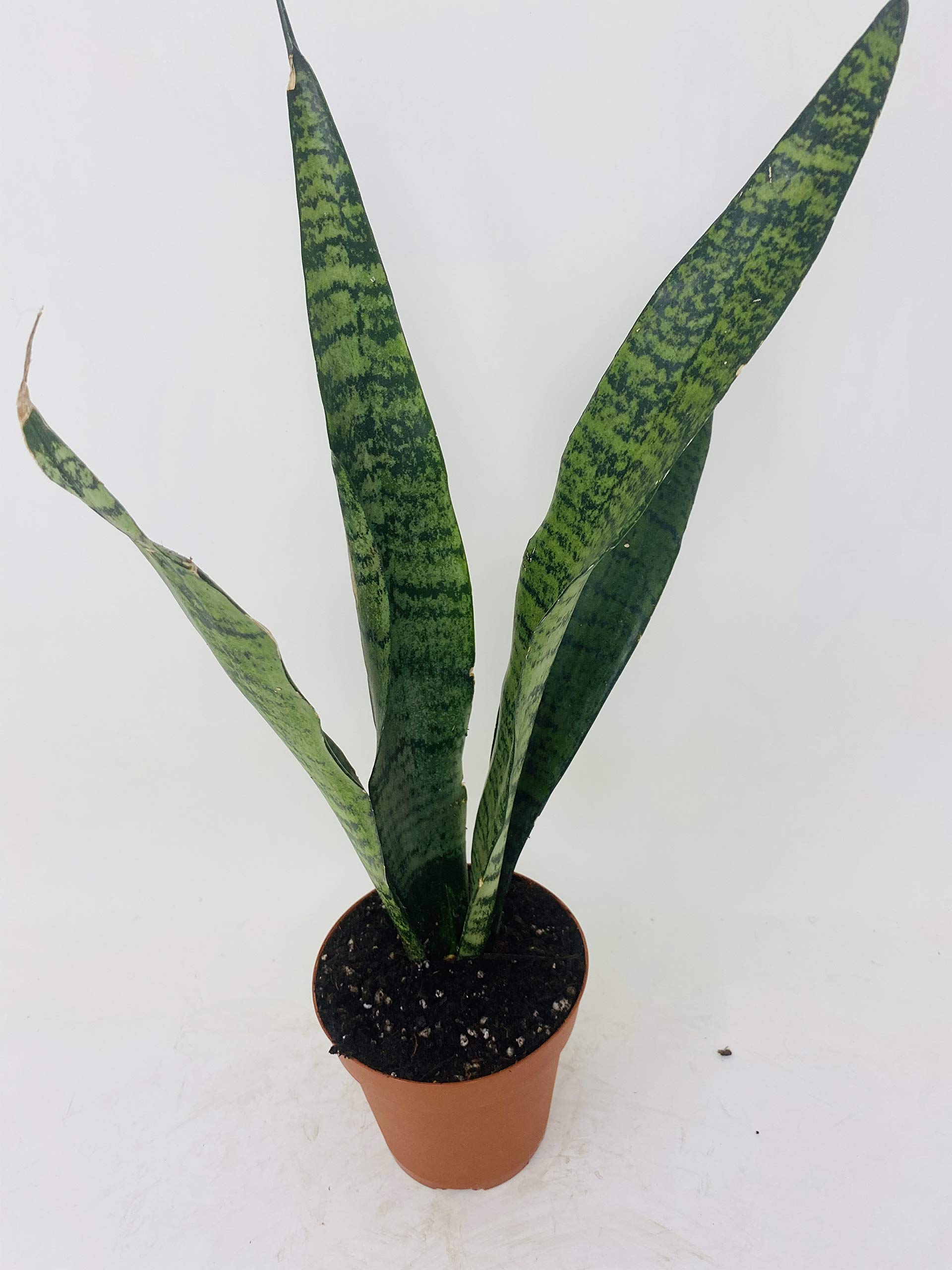 Black Snake Plant (Sansevieria) - Low Maintenance Indoor Houseplant - Hard to Kill - 4 Inch Pot - Perfect for Home, Office & Air Purification