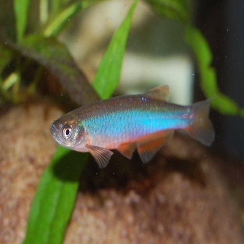 Pearl Danio (Brachydanio albolineata) - Live Freshwater Aquarium Fish for Home & Office Tanks