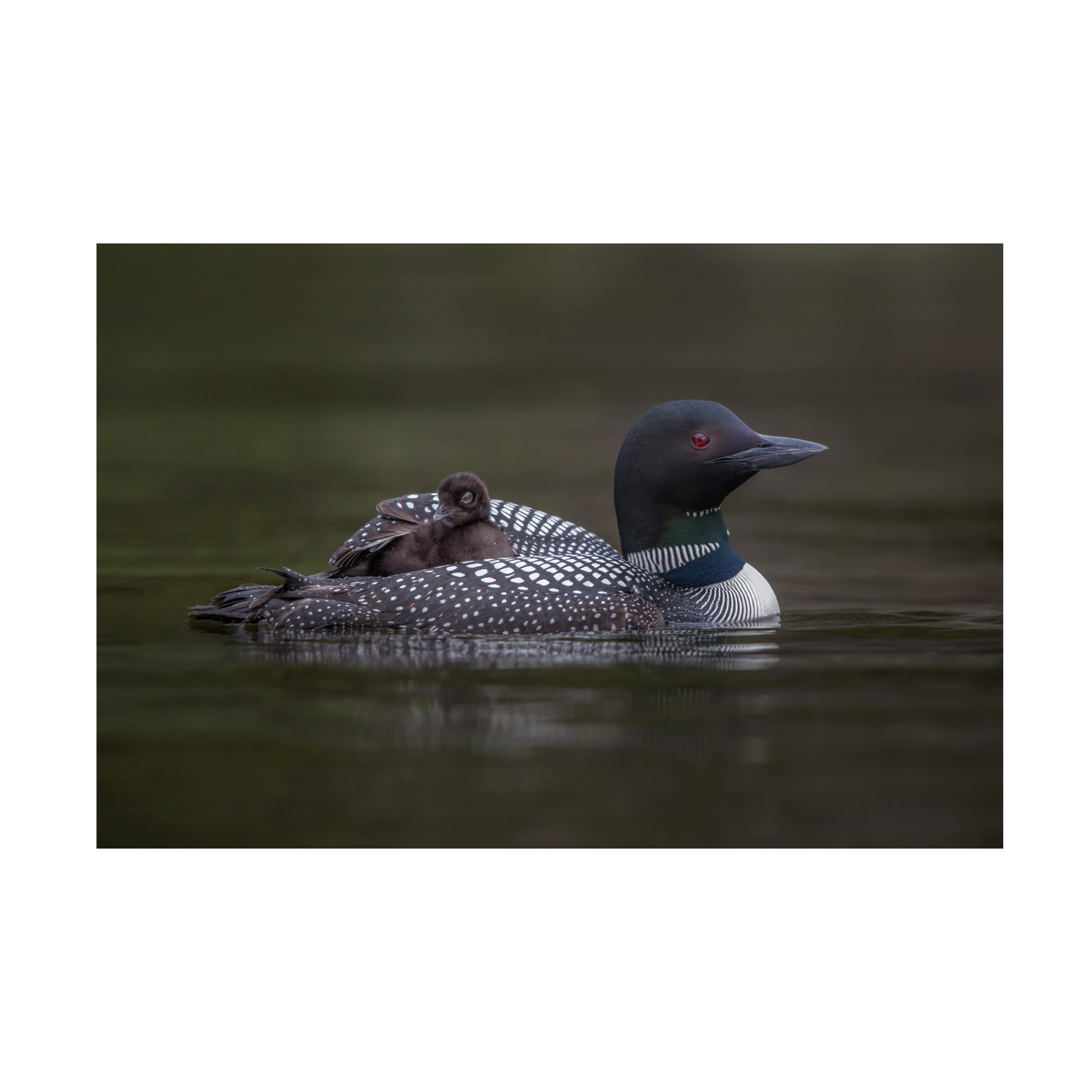 Greg Barsh 'Along For The Ride' Canvas Wall Art Print - Modern Home Decor for Living Room, Bedroom & Office - Trademark Fine Art Collection