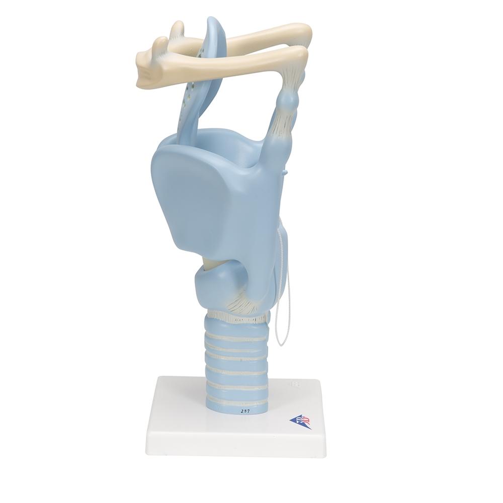 3X Enlarged Functional Larynx Anatomy Model - Human Voice Box Medical Teaching Tool for Doctors, Students & Speech Therapists | Perfect for Classroom Demonstrations & Clinical Training