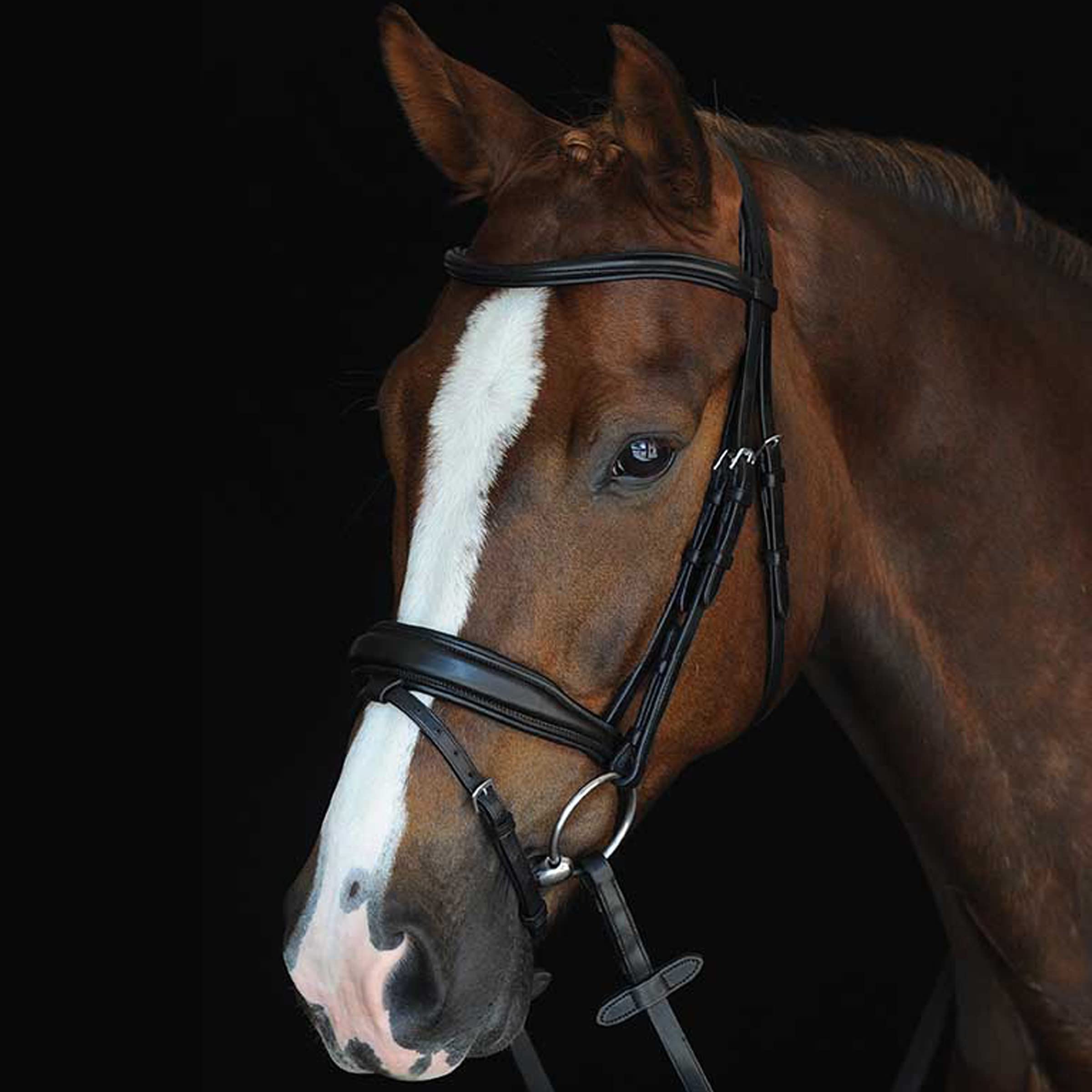 Premium Collegiate Mono Crown Padded Raised Flash Bridle - English Style Equestrian Horse Bridle for Dressage & Show Jumping | Comfort Fit for Training & Competition