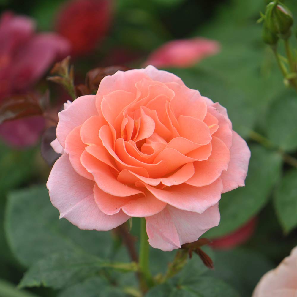 Heirloom Roses Jump for Joy™ Pink Floribunda Rose Bush - Live Outdoor Garden Plant for Landscaping, Borders & Container Gardening