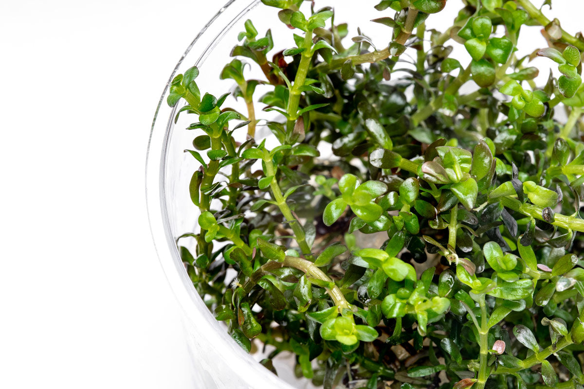 Rotala Colorata Tissue Culture - Live Aquatic Plant for Freshwater Aquariums | Perfect for Aquascaping, Fish Tanks & Planted Aquariums