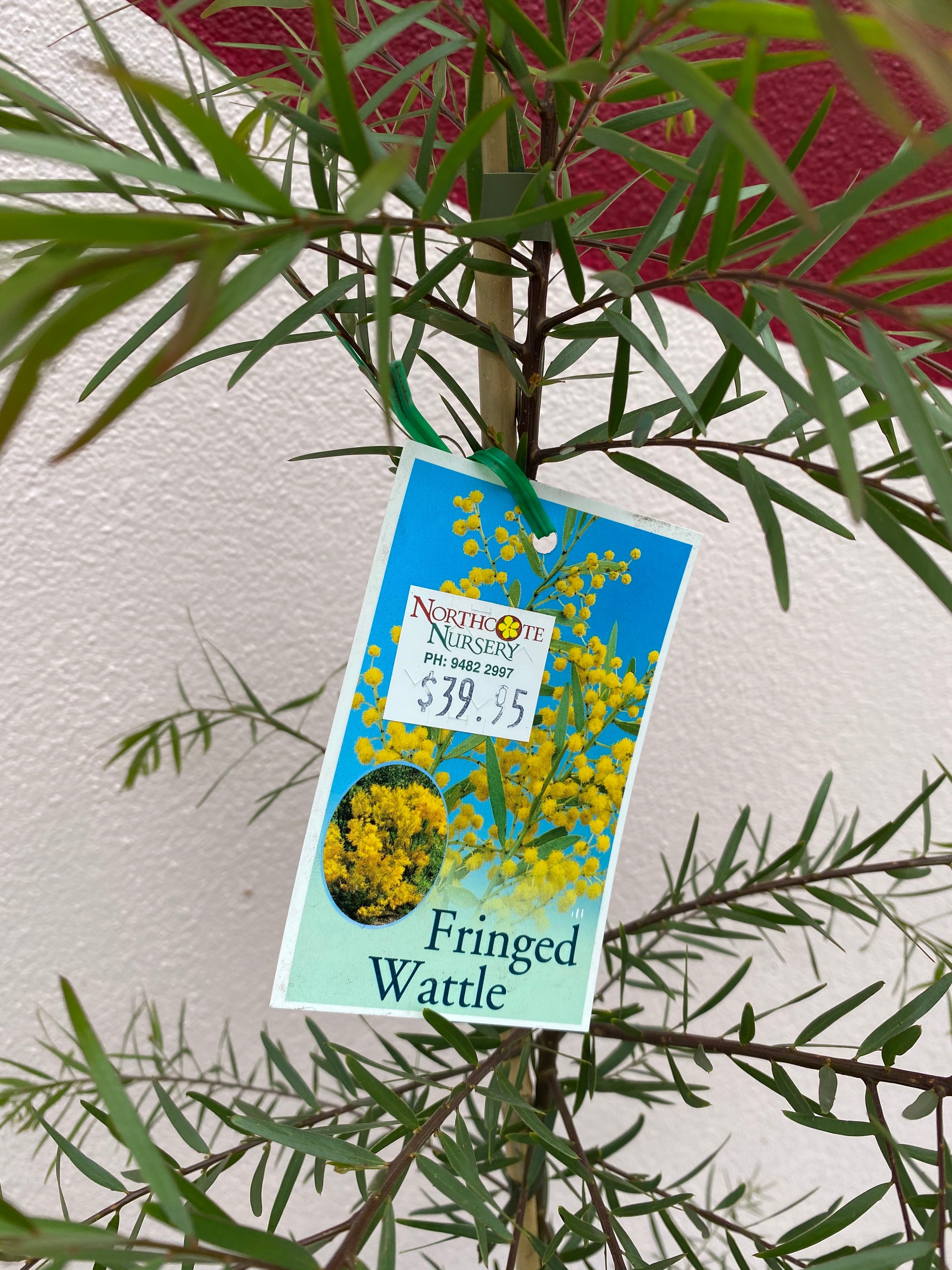 Acacia Fimbriata Seeds | Fast-Growing Ornamental Tree for Landscaping & Garden Decor | Perfect for Shade, Privacy Hedges & Drought-Resistant Gardens