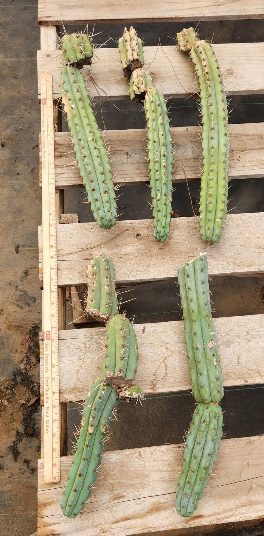 EC107 EXACT Trichocereus Bridgesii SunSpine Cactus Cutting - Rare Succulent Plant for Home Decor & Gardening