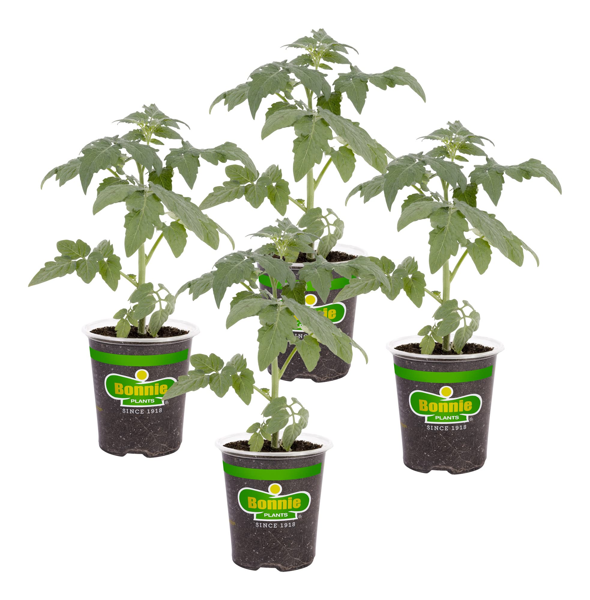 Bonnie Original Tomato Live Vegetable Plants - 4 Pack, Disease Resistant, 6-8 Oz. Fruit Size, Great for Slicing, Fresh Garden-Grown Tomatoes for Salads, Sandwiches & Home Cooking