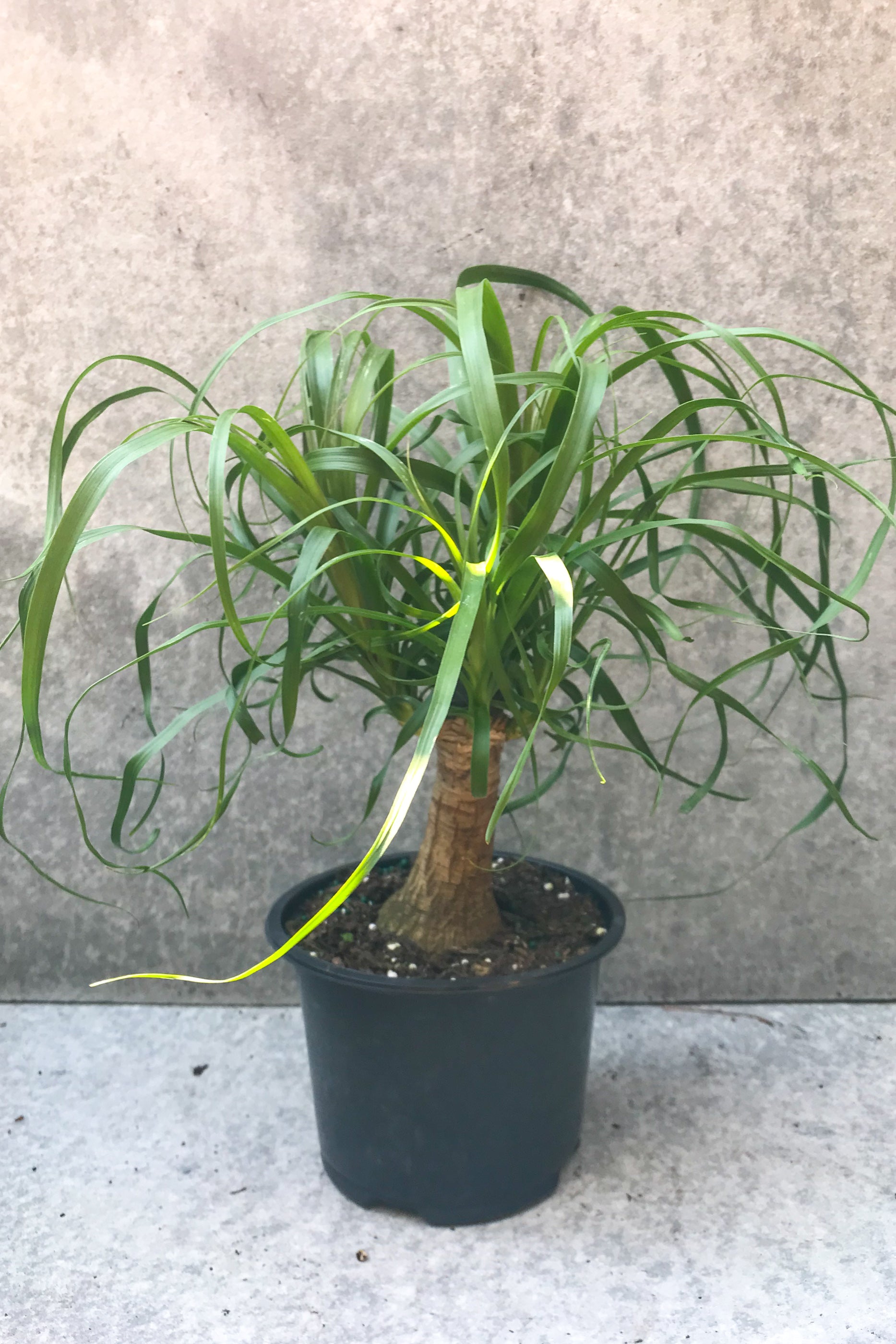 Beaucarnea Recurvata Ponytail Palm - 6 Inch Indoor Plant, Low Maintenance Houseplant for Home, Office, and Decor - Perfect for Living Rooms, Bedrooms, and Workspaces