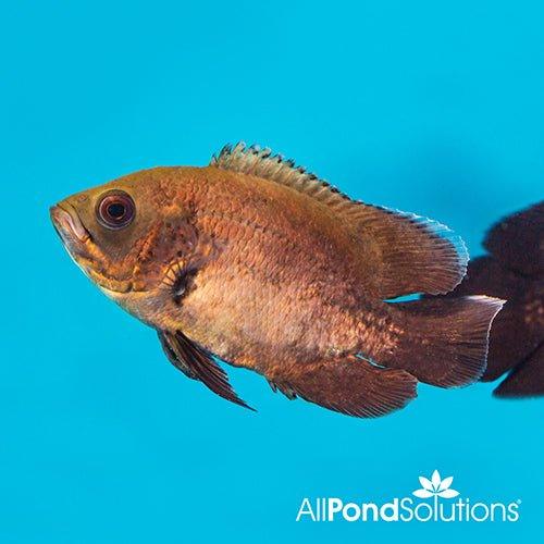 Red Oscar Fish (Astronotus Ocellatus) - 8-10cm Freshwater Aquarium Fish for Home & Office Tanks