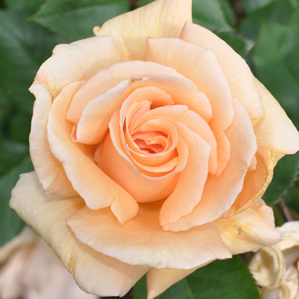 Heirloom Roses Winter Sunset Orange Rose Bush - Hardy Live Outdoor Plant for Gardens, Landscaping & Patio Decor | Perfect for Home Planting, Gift Giving & Enhancing Curb Appeal