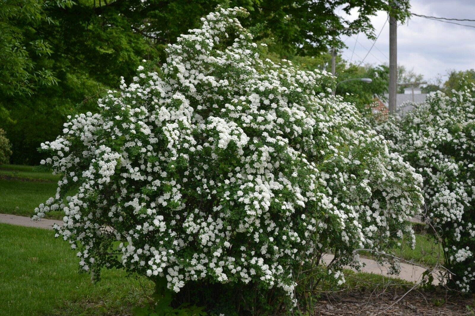 6-12 Inch Snowmound Spirea Live Plant - Quart Pot Outdoor Flowering Shrub for Landscaping, Garden Borders & Hedge Planting