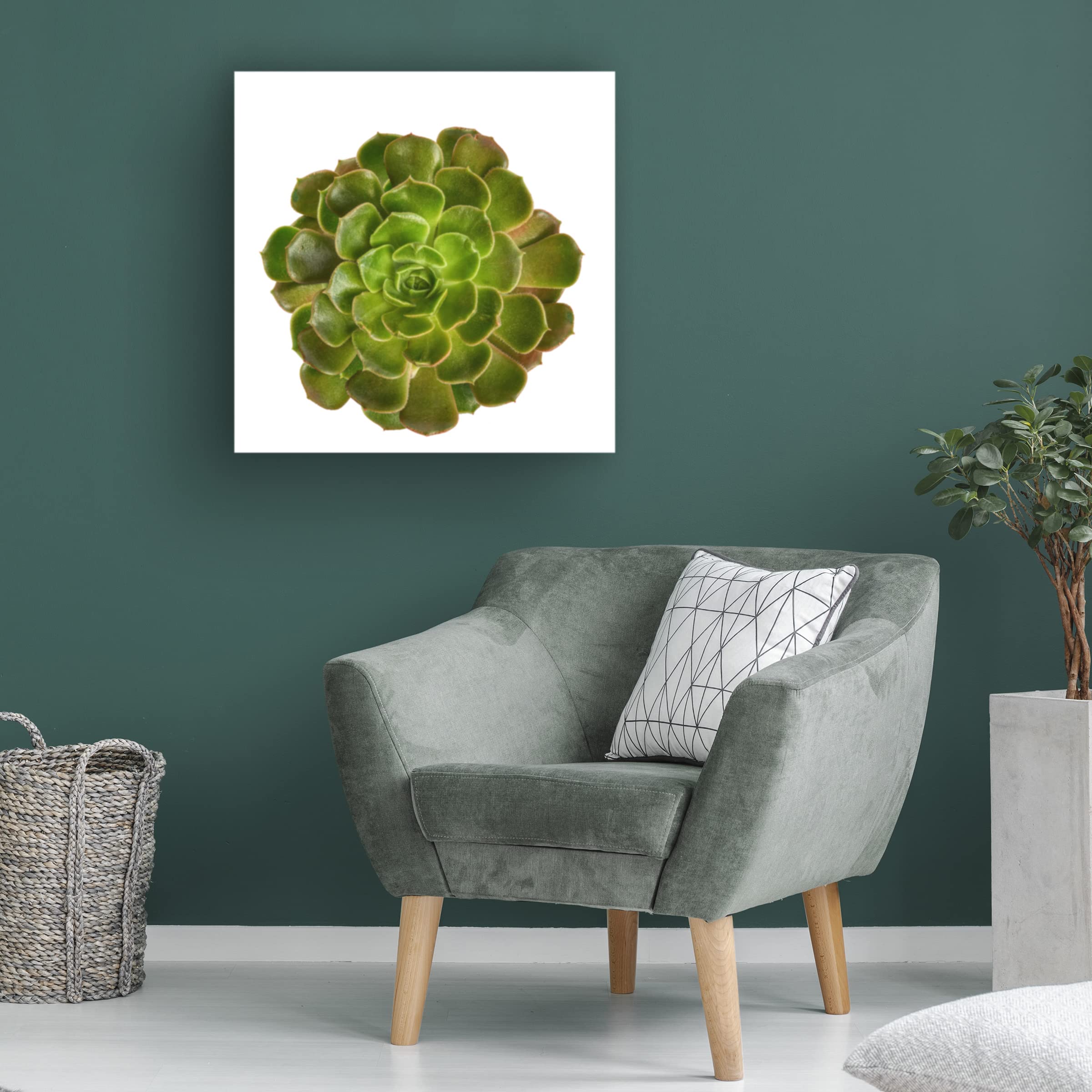 Trademark Fine Art 'Succulent Cut Out 04' Canvas Wall Art by Cora Niele - Modern Botanical Decor for Living Room, Bedroom & Office